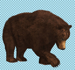 棕色熊图片免抠png透明图层素材