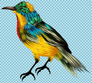 手绘彩色小鸟图片免抠png透明图层素材