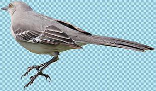灰色羽毛小鸟图片免抠png透明图层素材