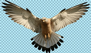 展开翅膀的老鹰图片免抠png透明图层素材