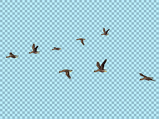 一群飞翔的鸟图片免抠png透明图层素材