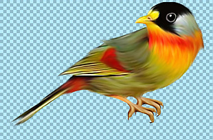 彩色羽毛站着休息的鸟免抠png透明素材