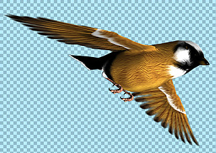 飞翔的小鸟图片免抠png透明图层素材