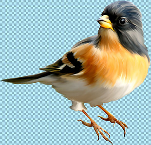 彩色羽毛小鸟图片免抠png透明图层素材