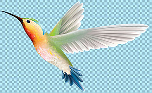飞翔的漂亮小鸟图片免抠png透明图层素材