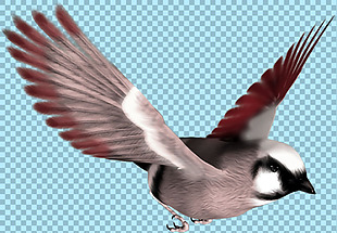 展翅翱翔的鸟图片免抠png透明图层素材
