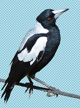 黑白羽毛小鸟图片免抠png透明图层素材