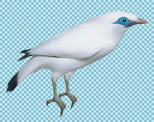 白色羽毛小鸟图片免抠png透明图层素材