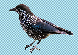 站着的黑色小鸟图片免抠png透明图层素材