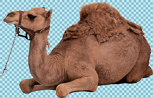 跪着的骆驼图片免抠png透明图层素材