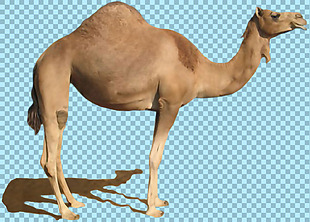 侧面骆驼图片免抠png透明图层素材