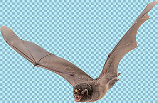 展翅翱翔的蝙蝠图片免抠png透明图层素材