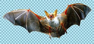 展翅飞翔的蝙蝠图片免抠png透明图层素材