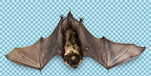 平躺的蝙蝠图片免抠png透明图层素材