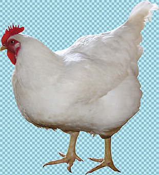 白色母鸡图片免抠png透明图层素材