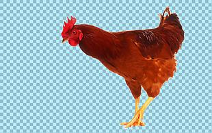 俯身找食物的公鸡图片免抠png透明素材