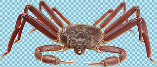 八脚螃蟹图片免抠png透明图层素材