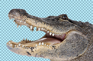张嘴的鳄鱼图片免抠png透明图层素材