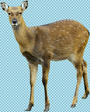 温和的母鹿图片免抠png透明图层素材