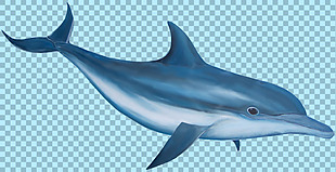 蓝色可爱的海豚图片免抠png透明图层素材