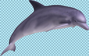 在游动的海豚图片免抠png透明图层素材