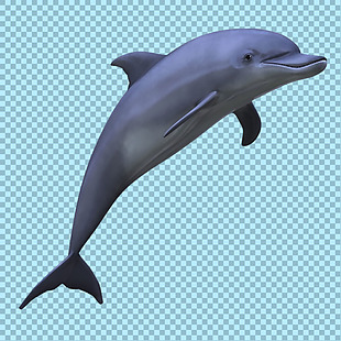 一只可爱的海豚图片免抠png透明图层素材