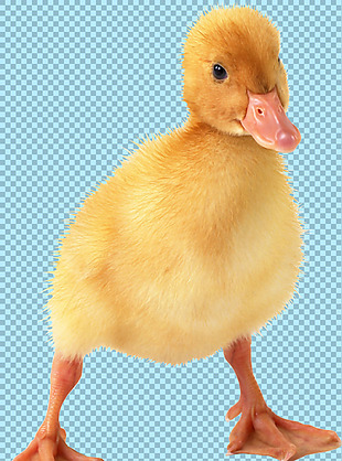 黄色可爱小鸭子图片免抠png透明图层素材