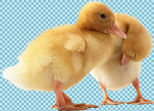 两只站着的小鸭子图片免抠png透明素材