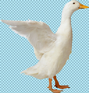 白色挥翅膀的鸭子图片免抠png透明素材