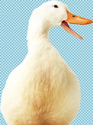 白色鸭子图片免抠png透明图层素材
