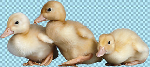 三只黄色小鸭子图片免抠png透明图层素材