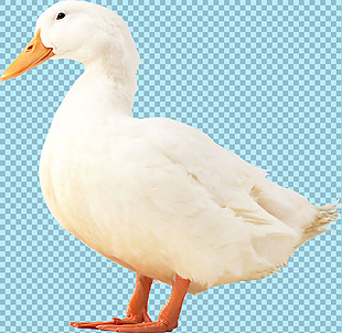 站着的白色鸭子图片免抠png透明图层素材