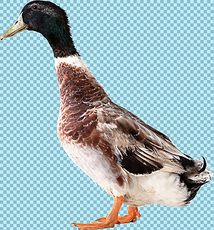 杂色的鸭子图片免抠png透明图层素材