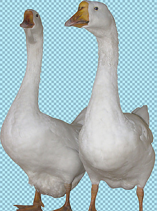 两只白色的鹅图片免抠png透明图层素材