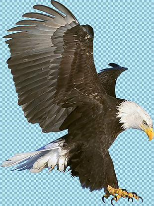 凶猛的老鹰图片免抠png透明图层素材
