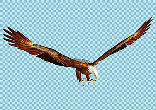 展翅高飞的老鹰图片免抠png透明图层素材