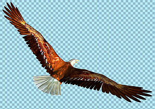 展翅翱翔的老鹰图片免抠png透明图层素材