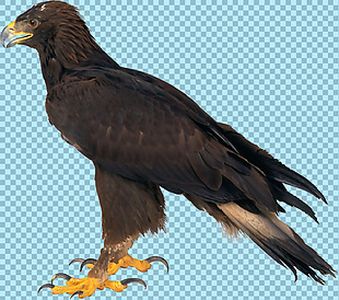 黑色羽毛的老鹰图片免抠png透明图层素材
