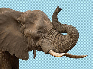 棕色毛色大象图片免抠png透明图层素材