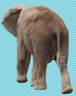 大象背影照片免抠png透明图层素材