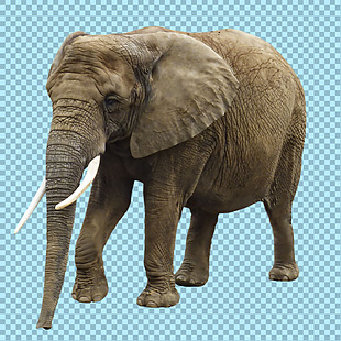 正在走的大象图片免抠png透明图层素