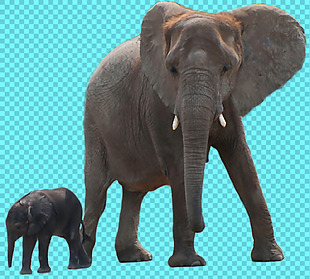 大象和小象免抠png透明图层素材