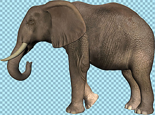大象侧面图片免抠png透明图层素材