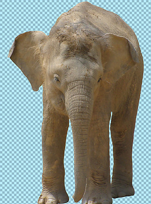 站着的大象图片免抠png透明图层素材