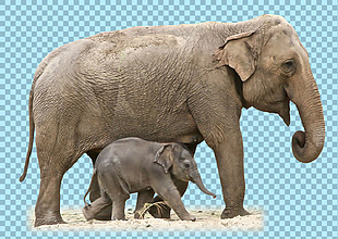 两只母子大象图片免抠png透明图层素材
