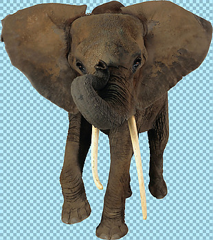 大象正面图片免抠png透明图层素材