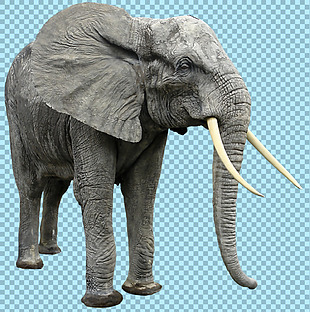 灰色皮毛大象图片免抠png透明图层素材