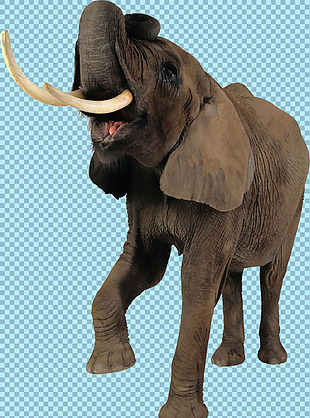 抬腿玩耍的大象图片免抠png透明图层素材