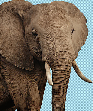 棕色大耳朵大象图片免抠png透明图层素材