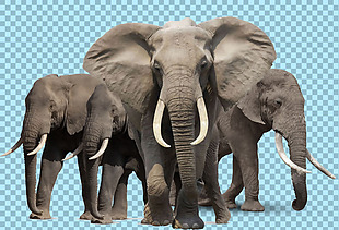 三只大象图片免抠png透明图层素材